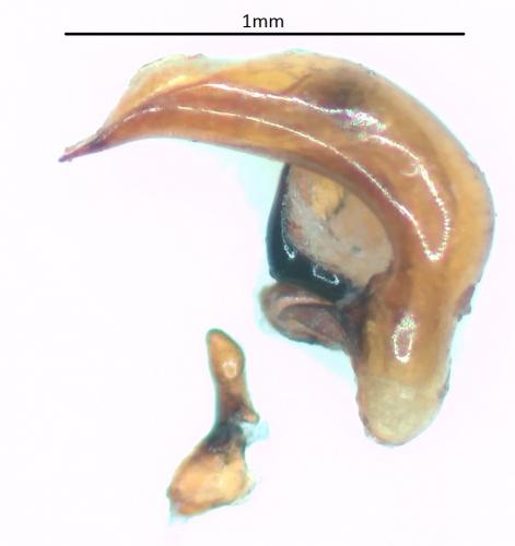 Pterostichus pumilio